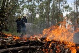 Un incendio forestal sin controlar afecta 7000 hectareas en el oriente de Cuba